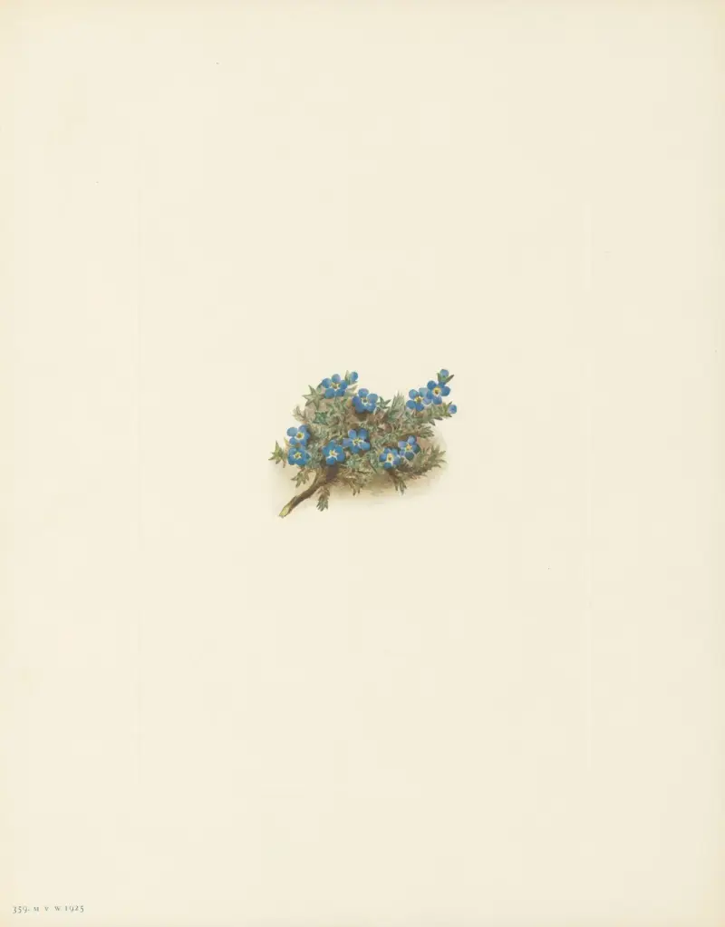 Moss Forget-me-not (Eritrichum elongatum) av Mary Vaux Walcott
