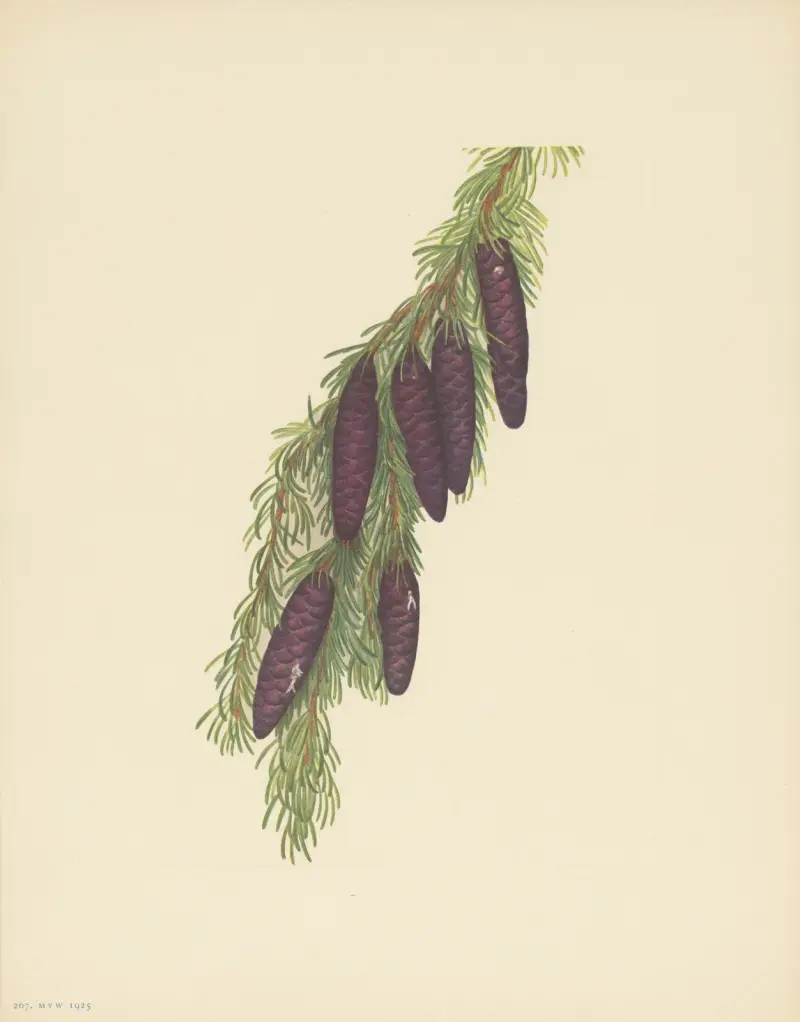Mountain Hemlock (Tsuga mertensiana) av Mary Vaux Walcott