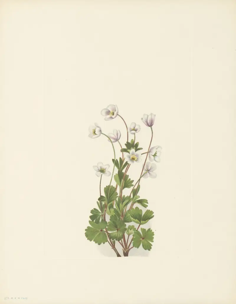 Northern Anemone (Anemone parviflora) av Mary Vaux Walcott