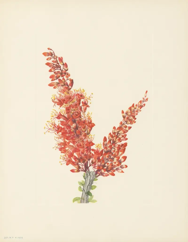 Ocotillo (Fouquieria splendens), Mary Vaux Walcott