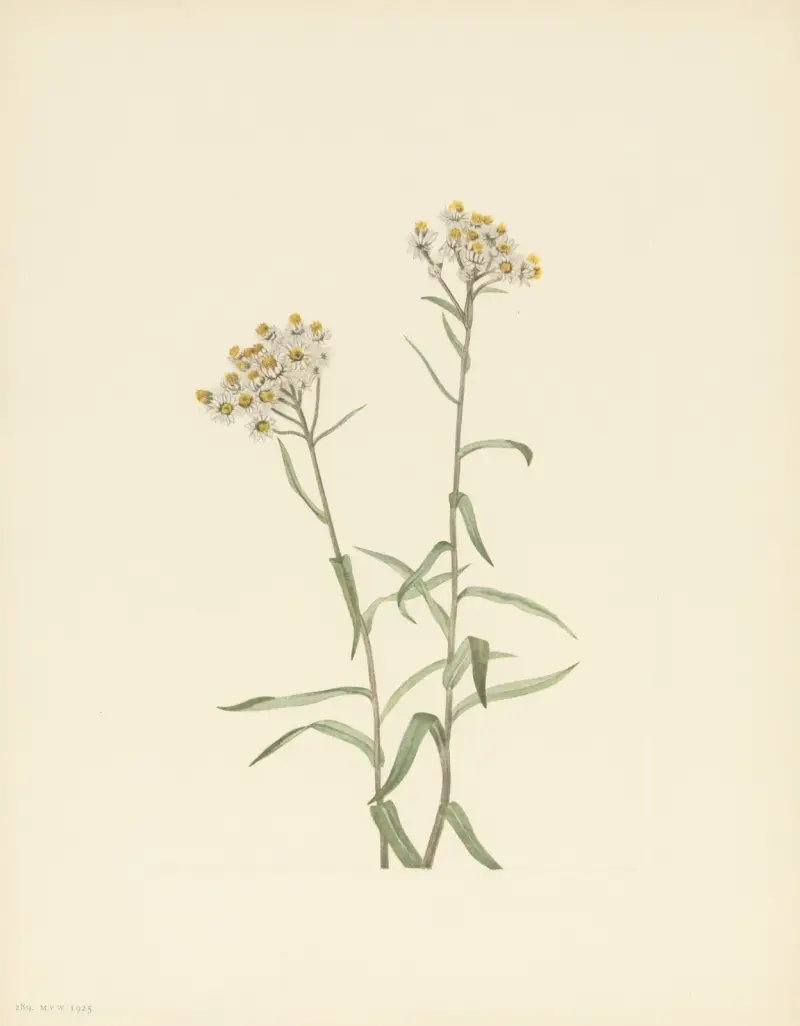 Pearl Everlasting (Anaphalis margaritacea) av Mary Vaux Walcott