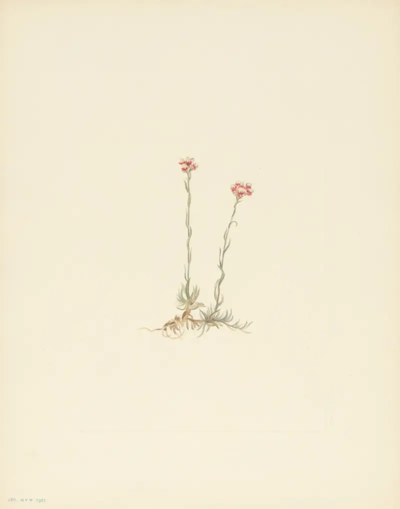 Pink Pussytoes (Antennaria rosea) av Mary Vaux Walcott