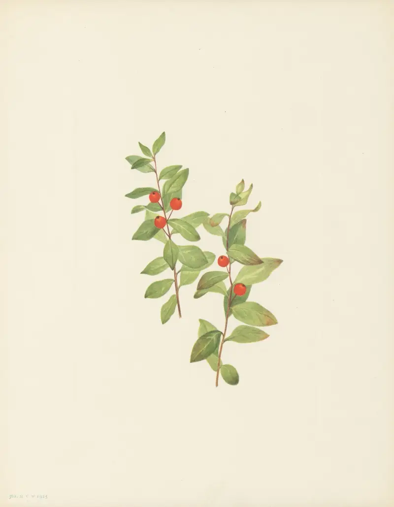Red Comandra (Comandra livida) av Mary Vaux Walcott