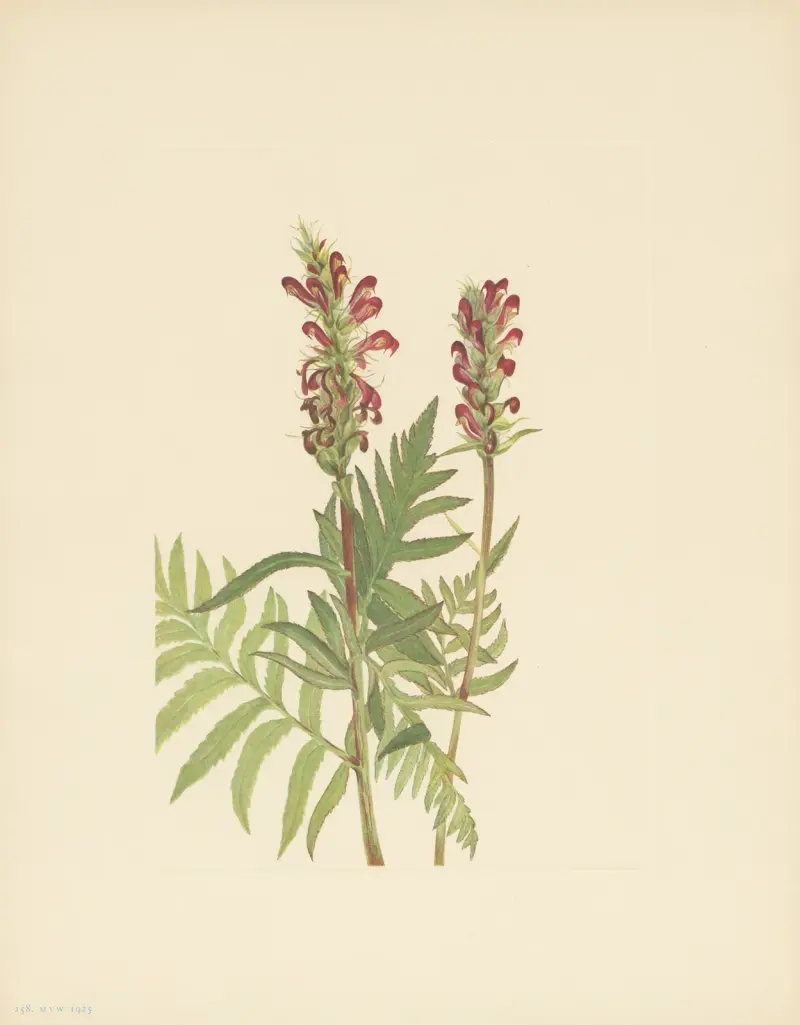 Czerwony hełm (Pedicularis bracteosa), Mary Vaux Walcott