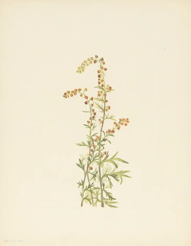 Rock Wormwood (Artemisia discolor) av Mary Vaux Walcott