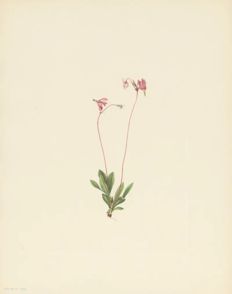 Slender Shootingstar (Dodecatheon pauciflorum) av Mary Vaux Walcott