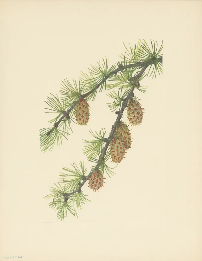 Modrzew zachodni (Larix occidentalis), Mary Vaux Walcott