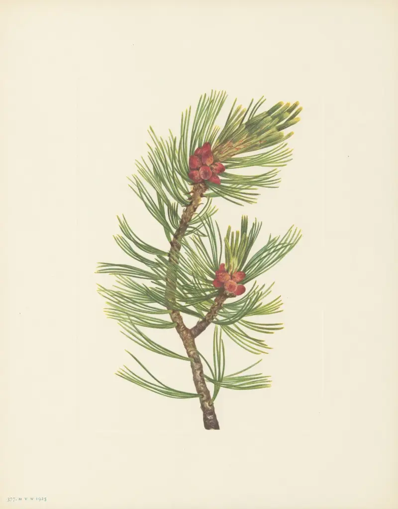 Borovice bělokorá (Pinus albicaulis), Mary Vaux Walcott