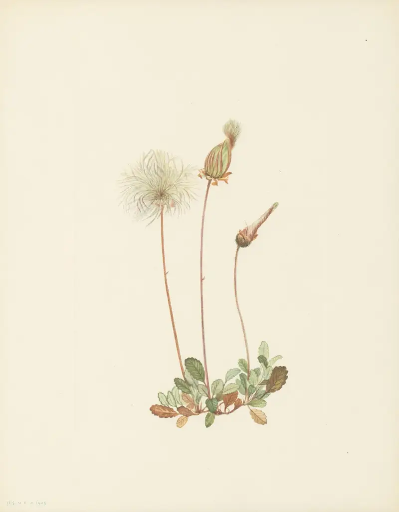 Yellow Dryad (fruit) (Dryas drummondii) av Mary Vaux Walcott
