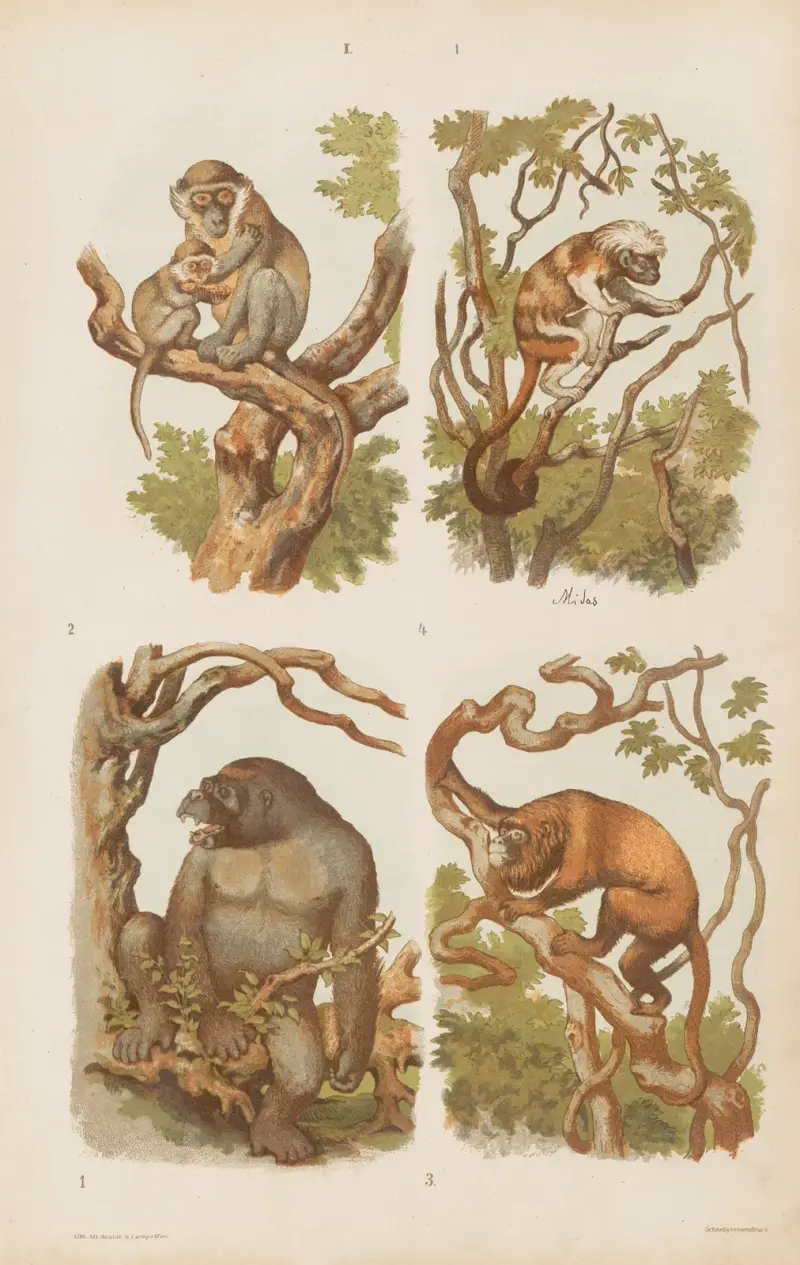 Stor atlas över zoologi, botanik och mineralogi, plansch 1 av Gustav von Hayek