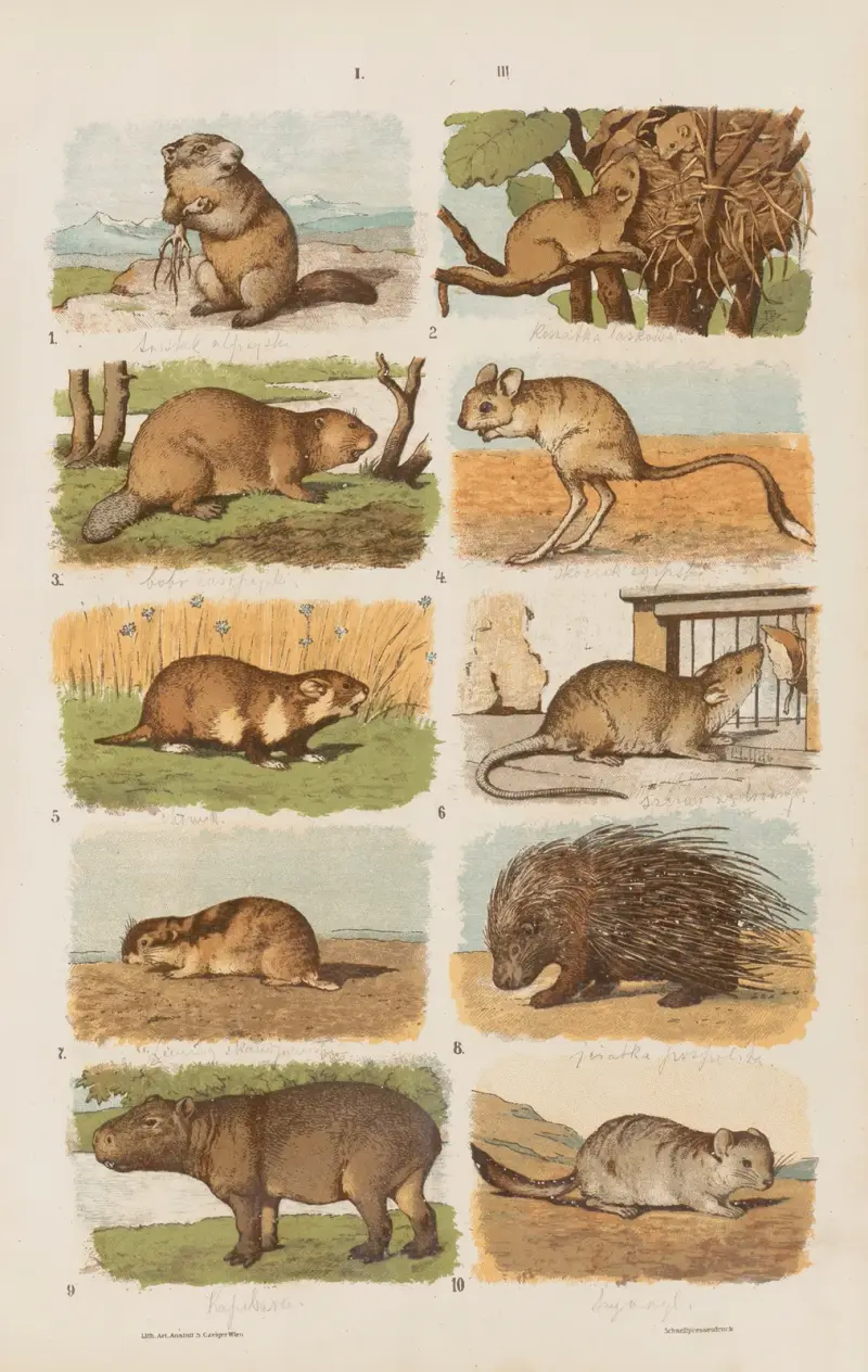 Großer Atlas der Zoologie, Botanik und Mineralogie, Tafel 003 von Gustav von Hayek