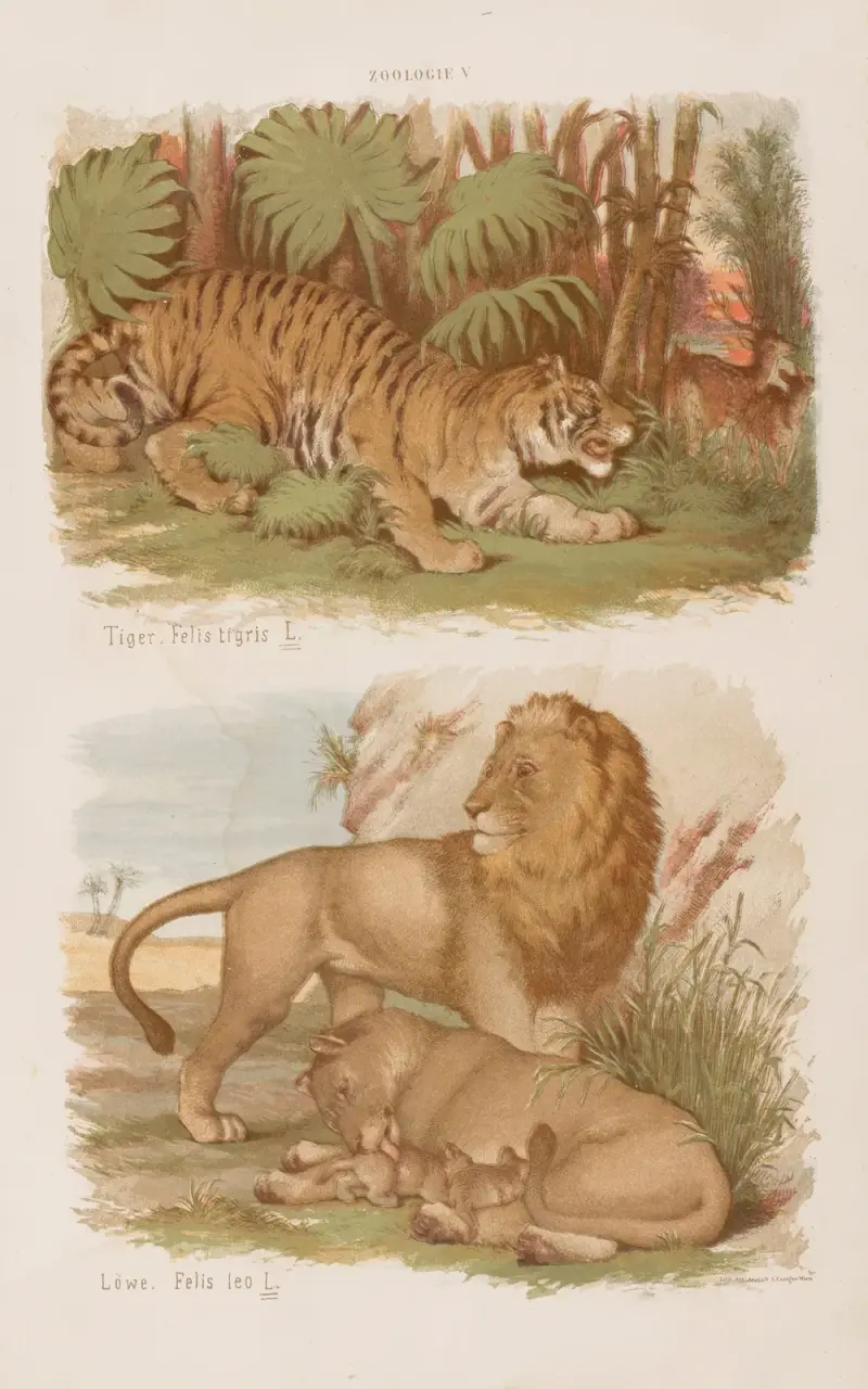 Stor atlas över zoologi, botanik och mineralogi, plansch 5 av Gustav von Hayek