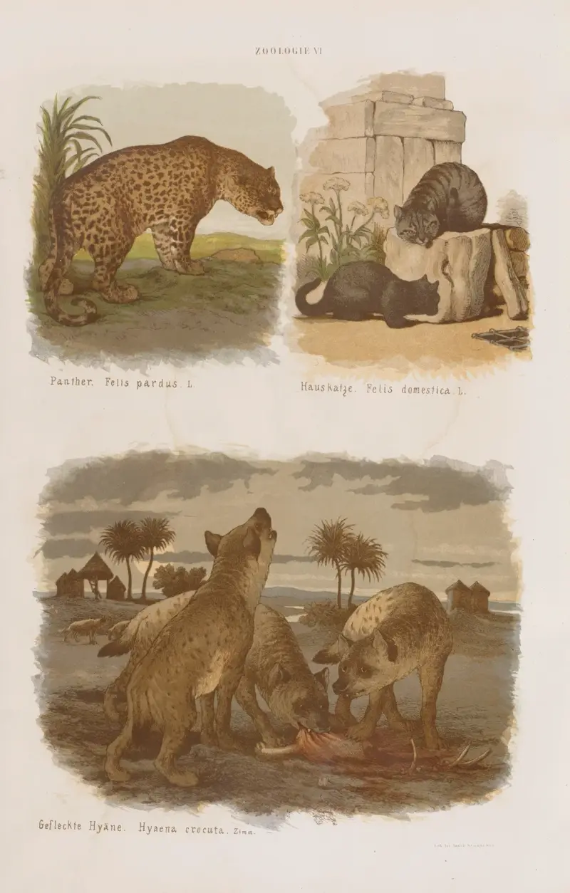 Stor atlas över zoologi, botanik och mineralogi, plansch 6 av Gustav von Hayek