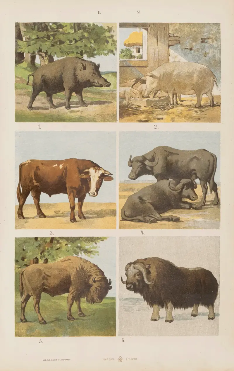 Stor atlas över zoologi, botanik och mineralogi, plansch 11 av Gustav von Hayek