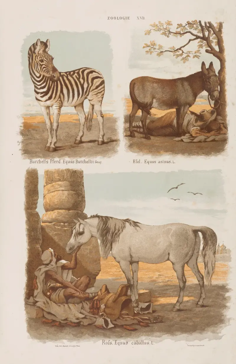 Stor atlas över zoologi, botanik och mineralogi, plansch 17 av Gustav von Hayek