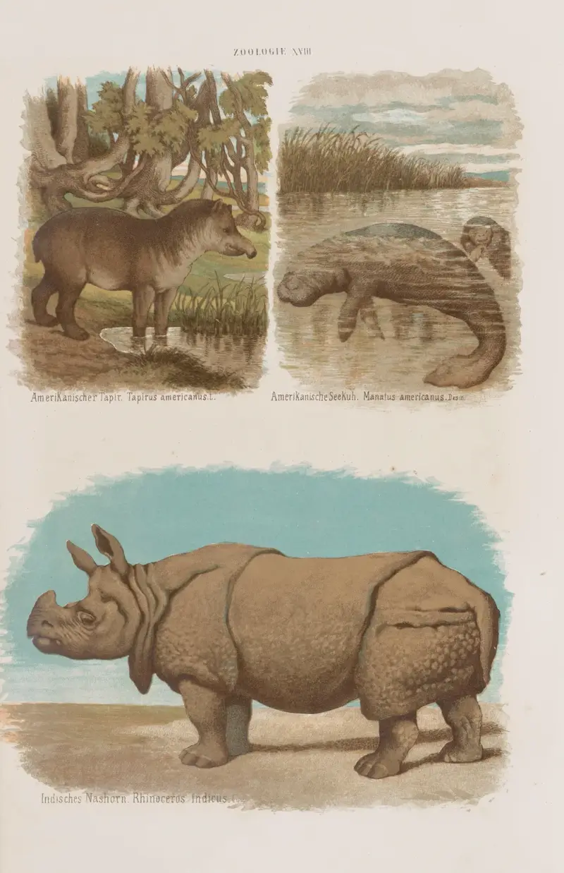 Stor atlas över zoologi, botanik och mineralogi, plansch 18 av Gustav von Hayek