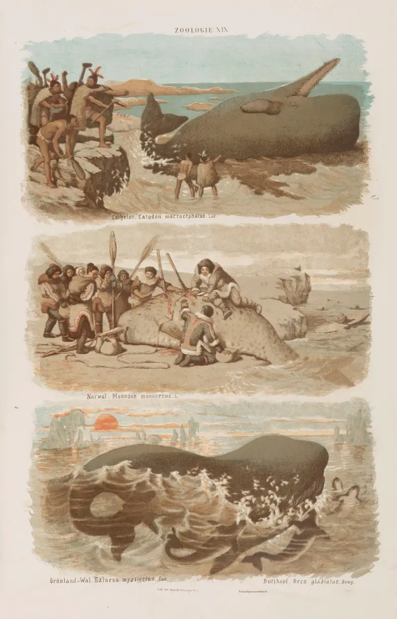 Stor atlas över zoologi, botanik och mineralogi, plansch 19 av Gustav von Hayek