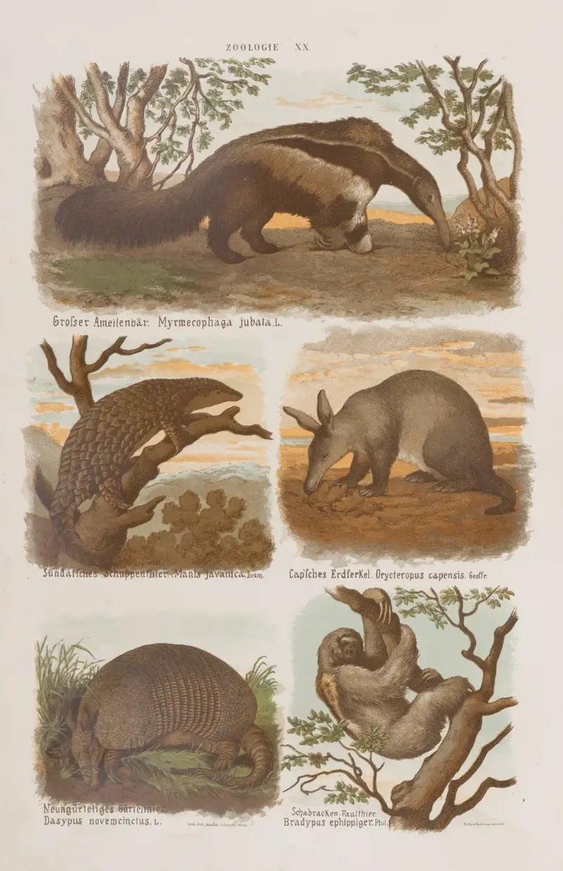 Großer Atlas der Zoologie, Botanik und Mineralogie, Tafel 20 von Gustav von Hayek