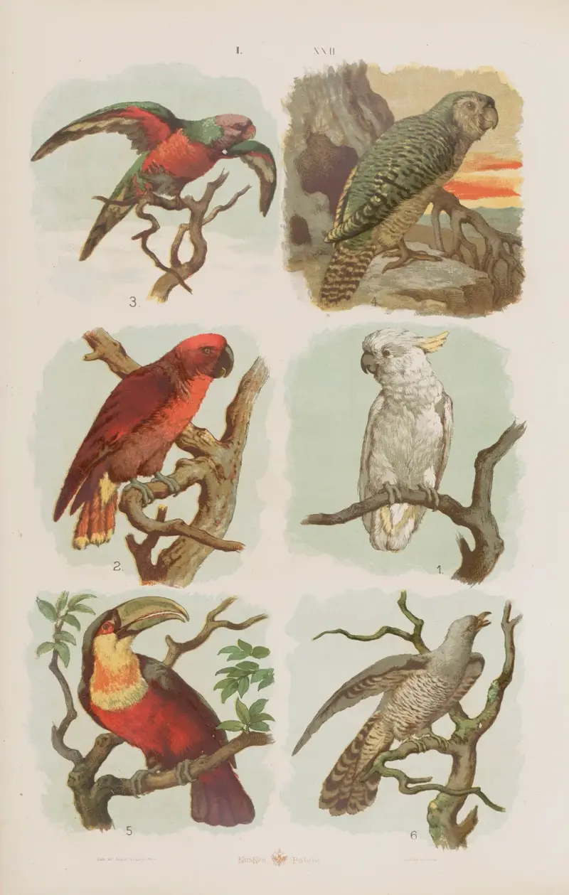 Stor atlas över zoologi, botanik och mineralogi, plansch 22 av Gustav von Hayek