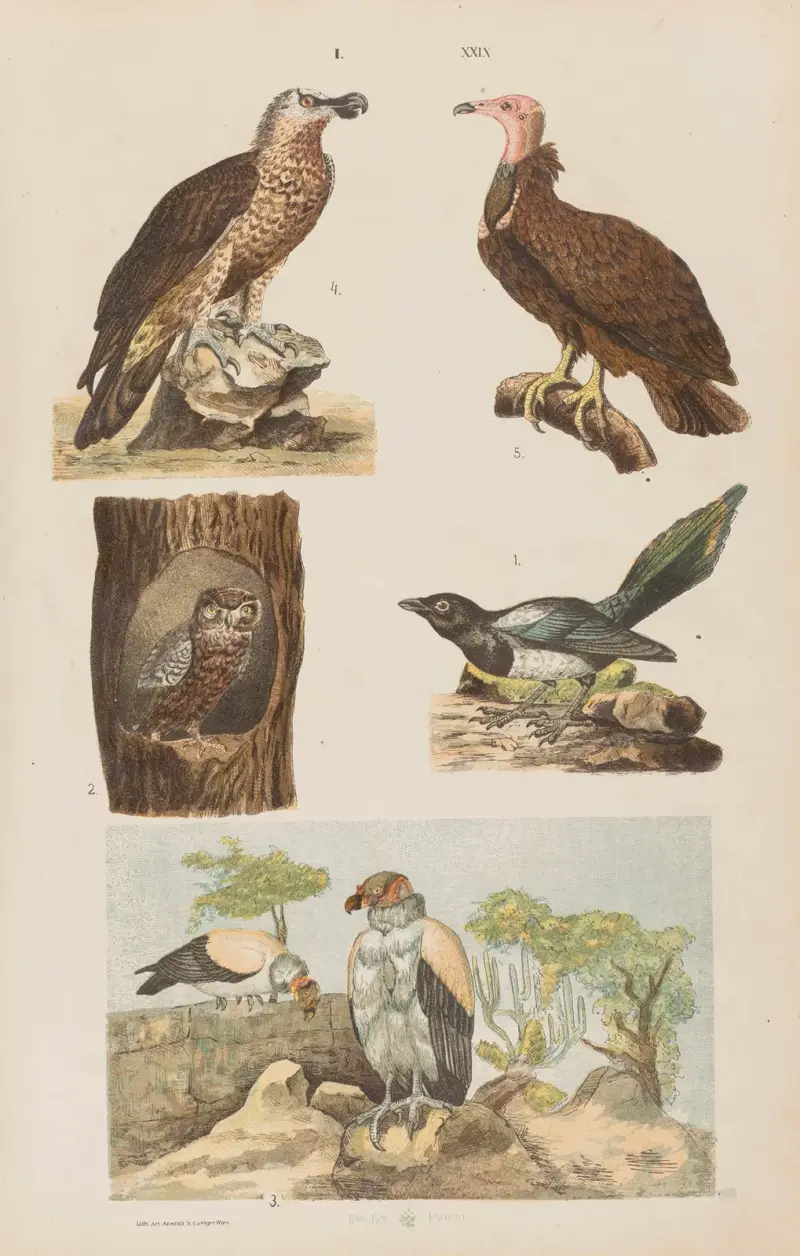 Großer Atlas der Zoologie, Botanik und Mineralogie, Tafel 29 von Gustav von Hayek