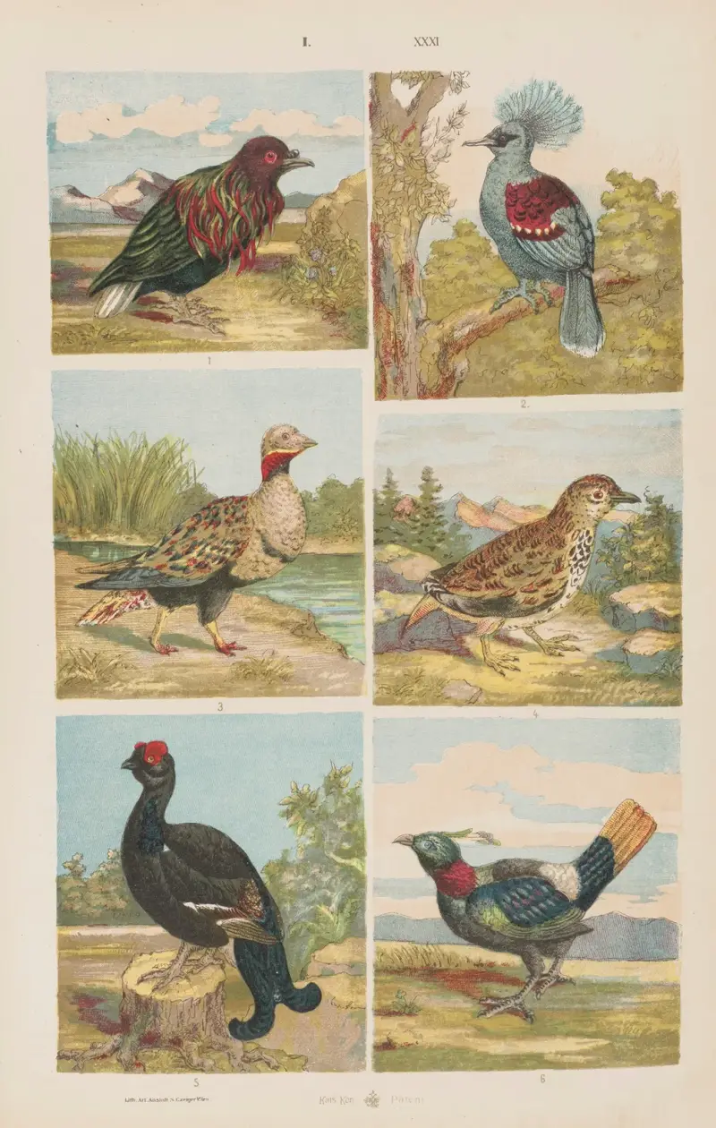 Stor atlas över zoologi, botanik och mineralogi, plansch 31 av Gustav von Hayek