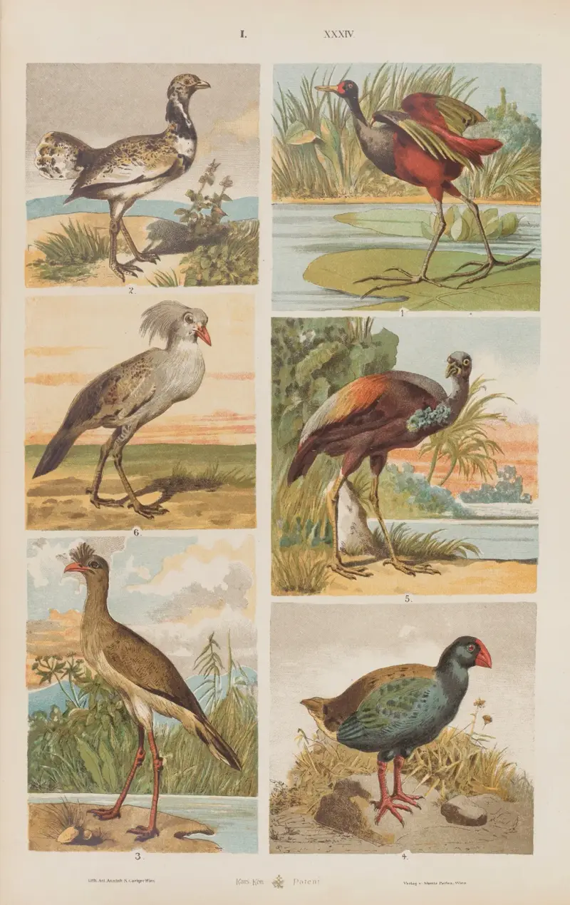 Stor atlas över zoologi, botanik och mineralogi, plansch 34 av Gustav von Hayek