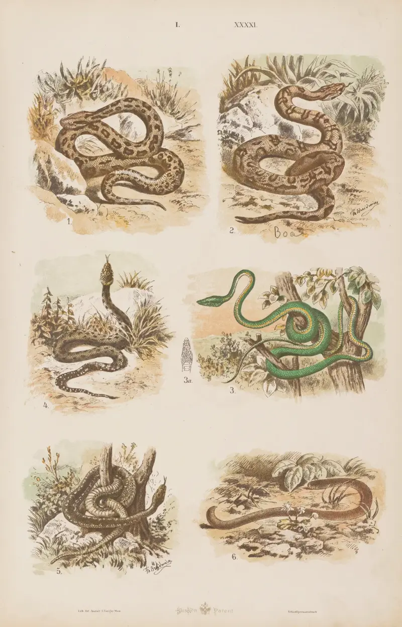 Stor atlas över zoologi, botanik och mineralogi, plansch 41 av Gustav von Hayek