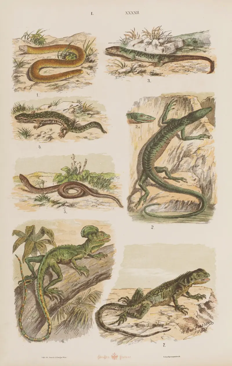 Großer Atlas der Zoologie, Botanik und Mineralogie Pl.042 von Gustav von Hayek