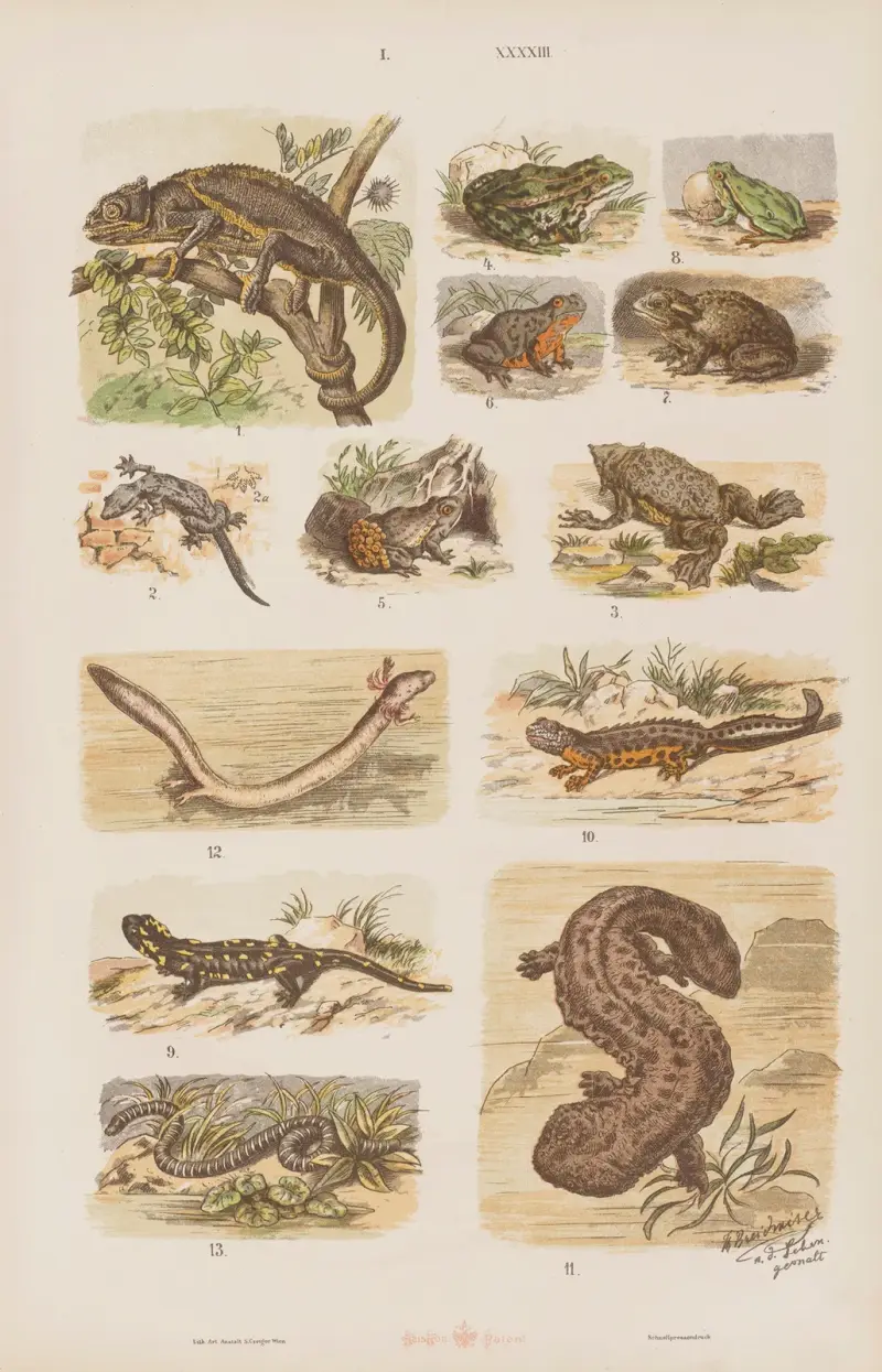 Großer Atlas der Zoologie, Botanik und Mineralogie, Tafel 43 von Gustav von Hayek