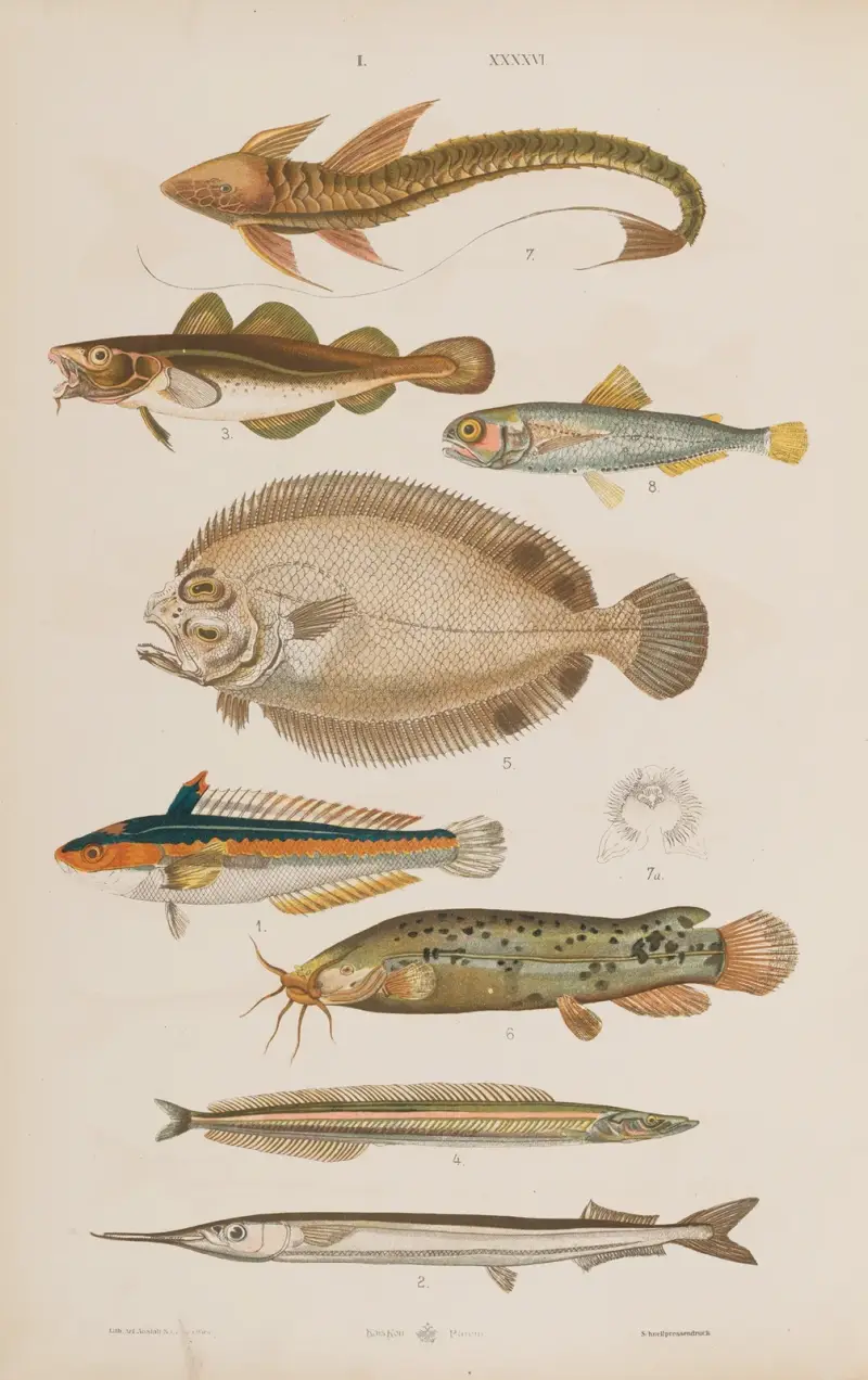 Stor atlas över zoologi, botanik och mineralogi, plansch 46 av Gustav von Hayek