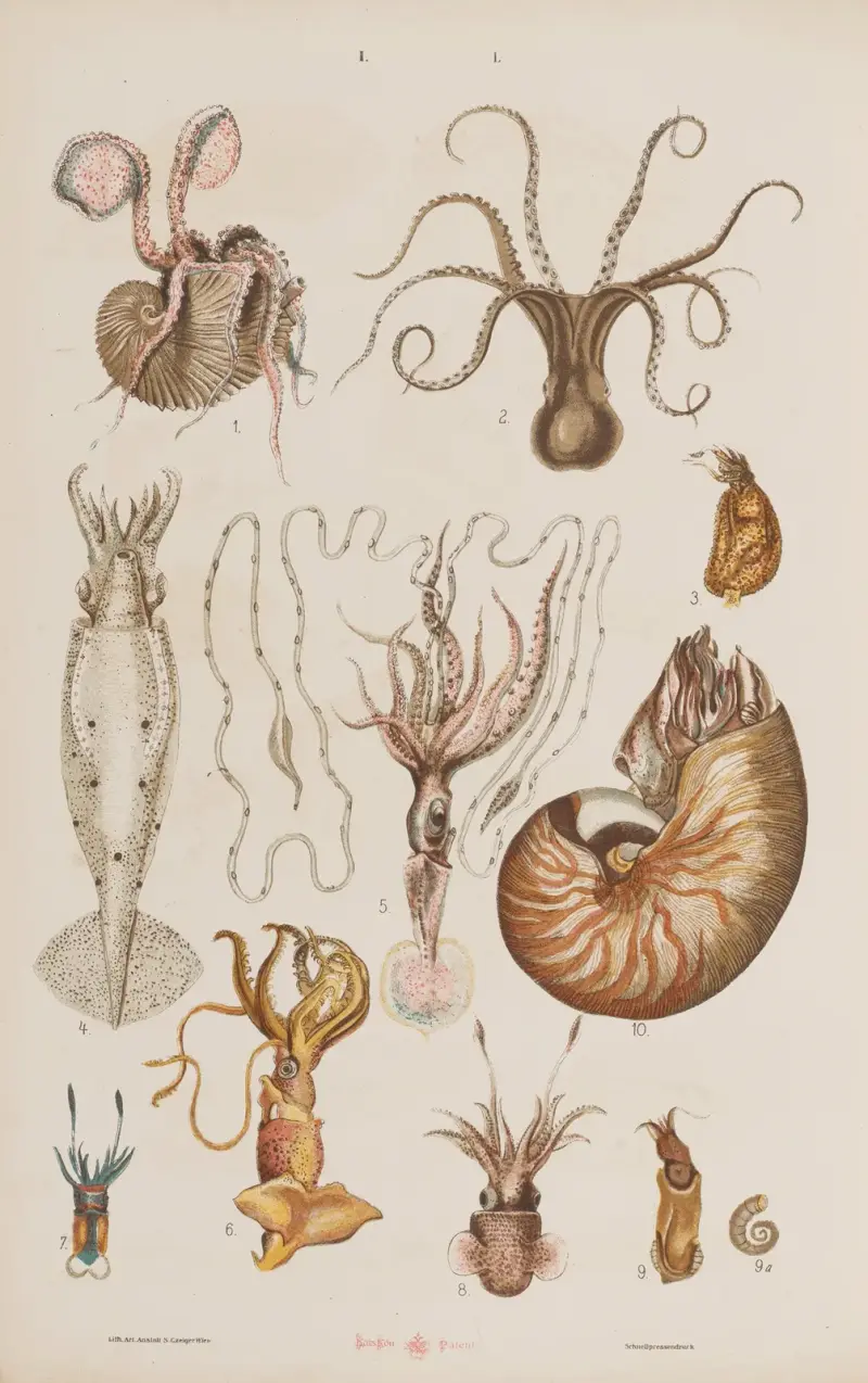Stor atlas över zoologi, botanik och mineralogi, plansch 50 av Gustav von Hayek