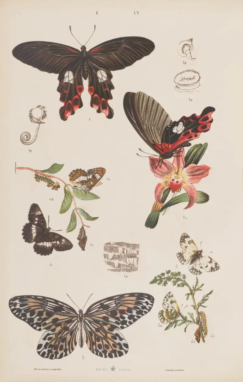 Stor atlas över zoologi, botanik och mineralogi, plansch 60 av Gustav von Hayek