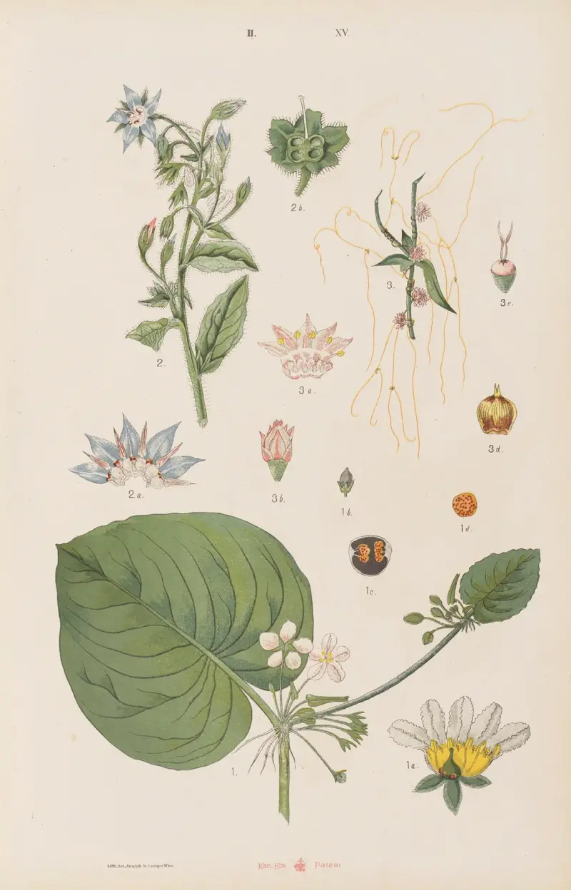 Stor atlas över zoologi, botanik och mineralogi, plansch 87 av Gustav von Hayek