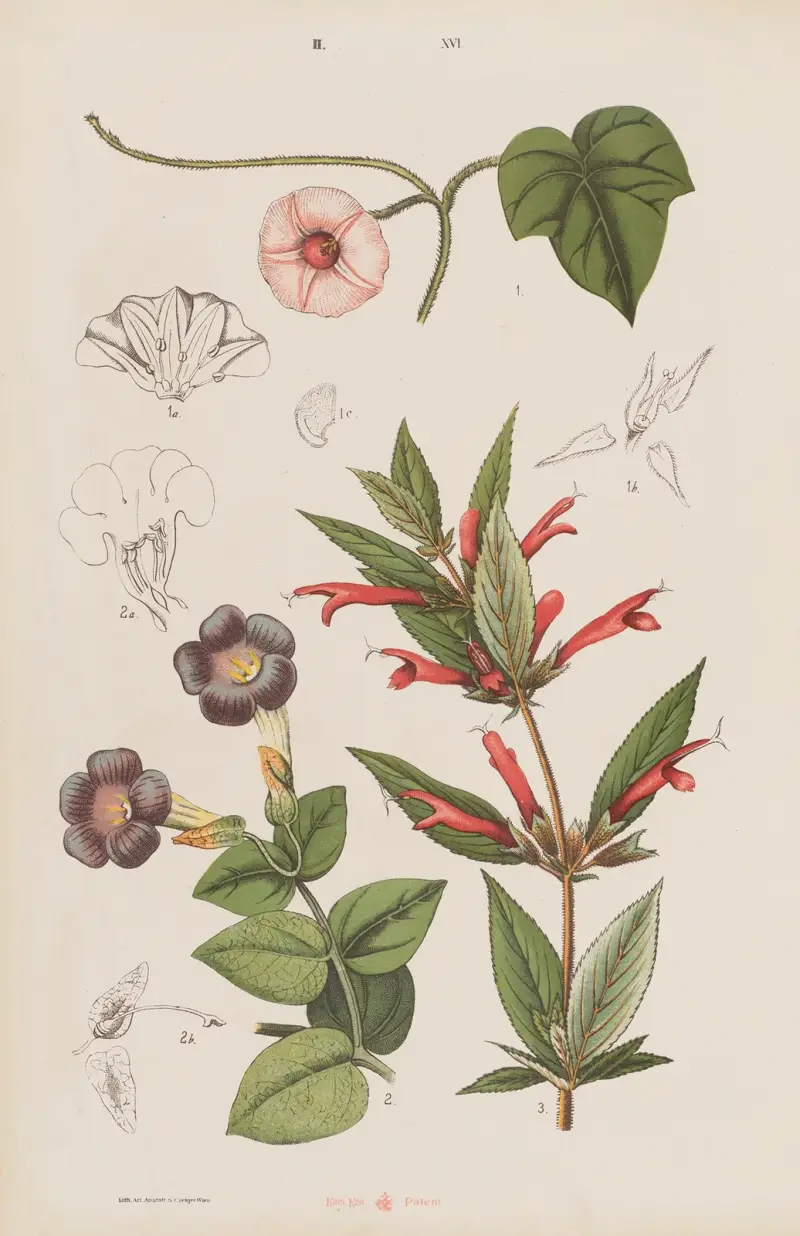 Stor atlas över zoologi, botanik och mineralogi, plansch 88 av Gustav von Hayek