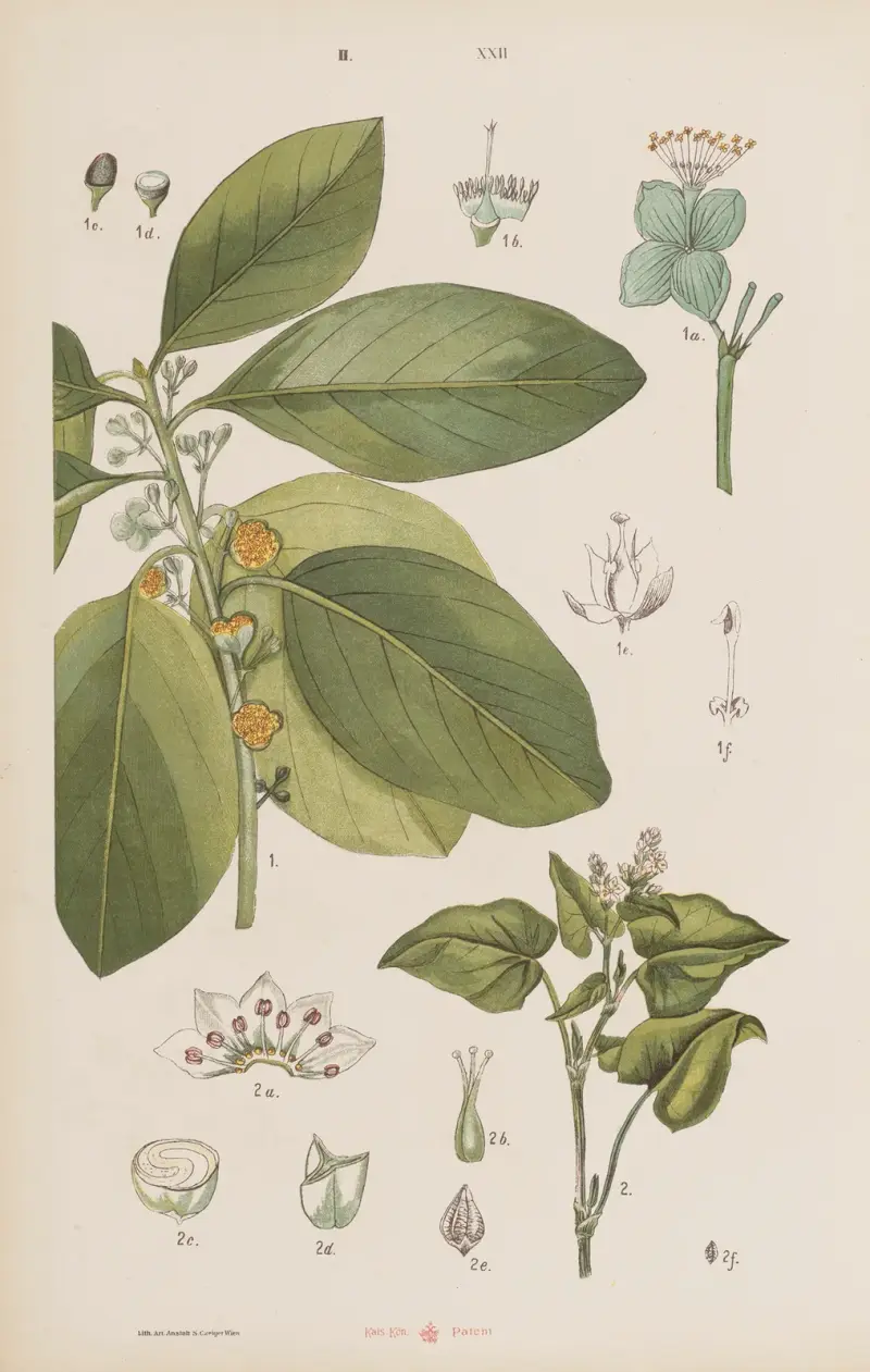 Großer Atlas der Zoologie, Botanik und Mineralogie, Tafel 94 von Gustav von Hayek
