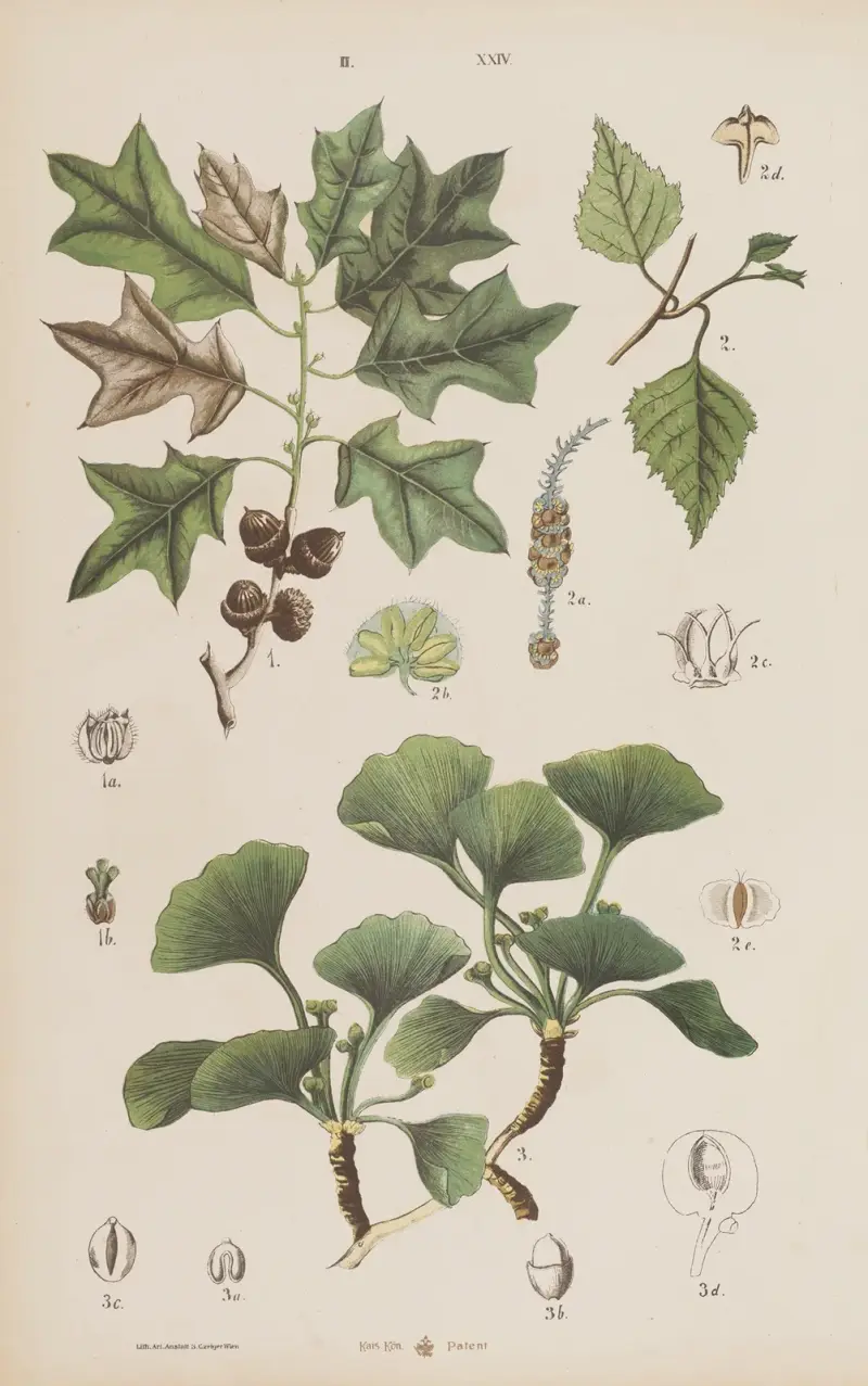 Stor atlas över zoologi, botanik och mineralogi, plansch 96 av Gustav von Hayek