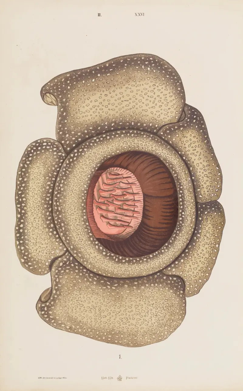Stor atlas över zoologi, botanik och mineralogi, plansch 98 av Gustav von Hayek