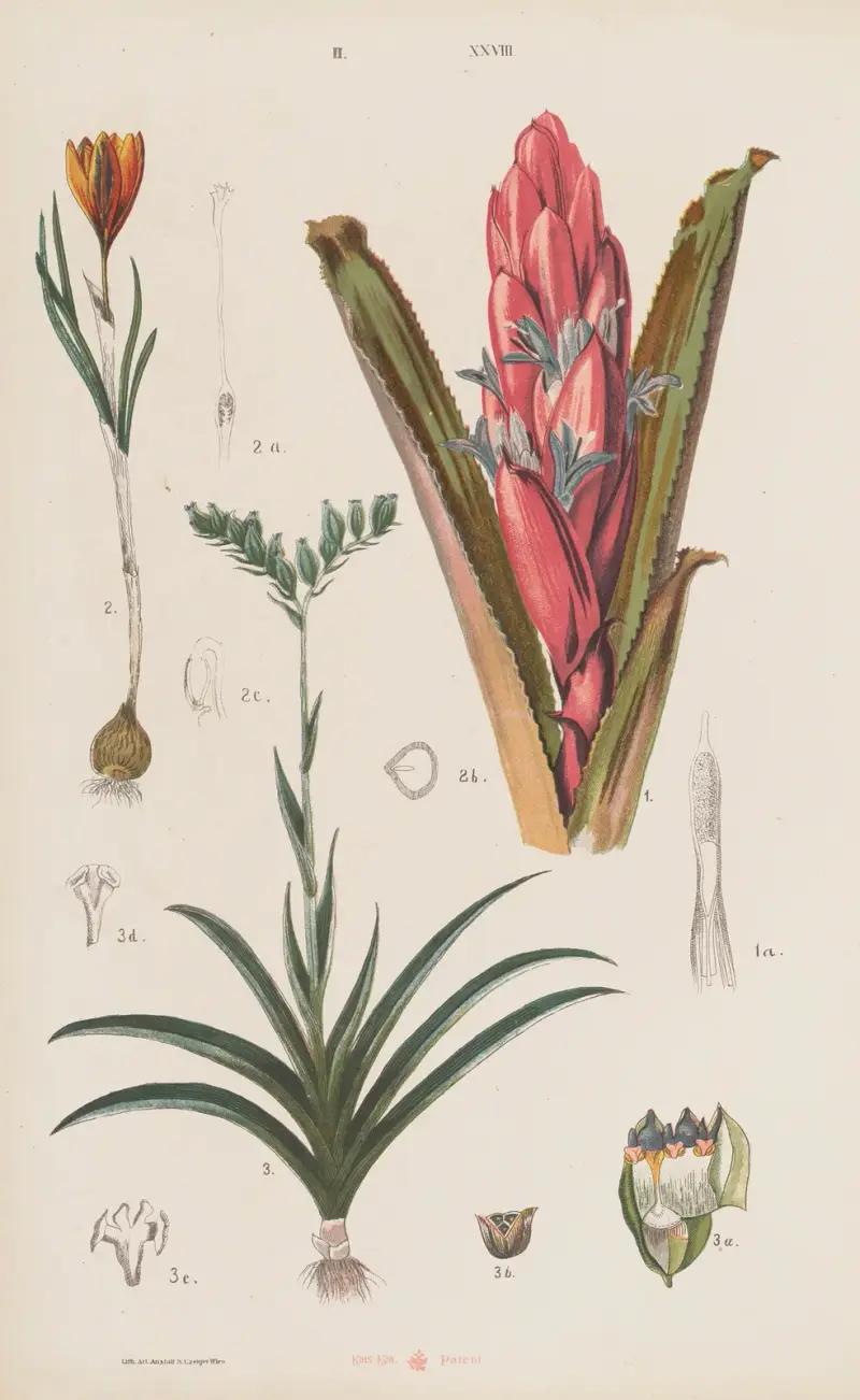 Großer Atlas für Zoologie, Botanik und Mineralogie, Tafel 100 von Gustav von Hayek