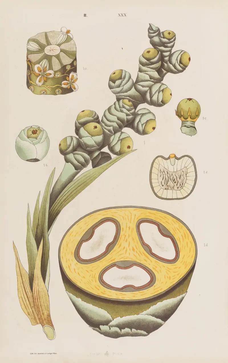 Großer Atlas der Zoologie, Botanik und Mineralogie, Tafel 102 von Gustav von Hayek