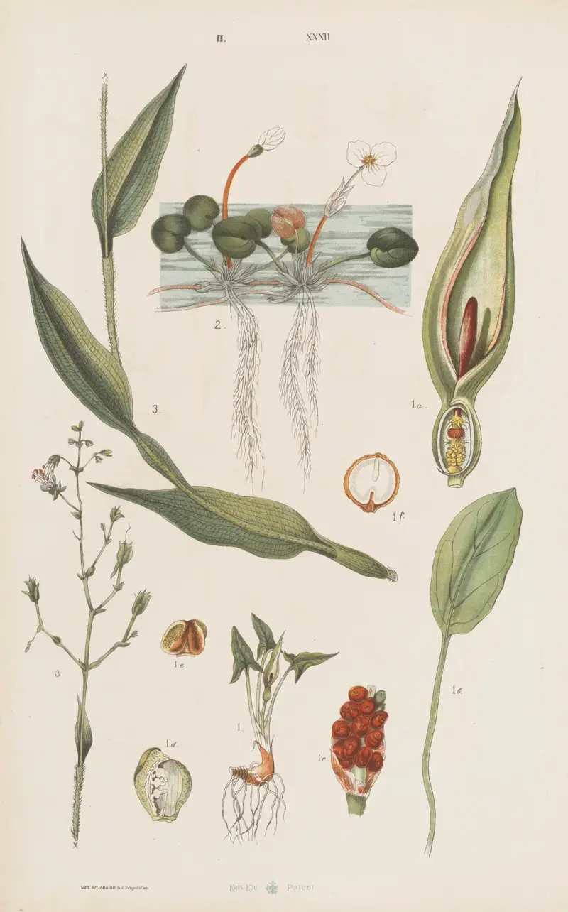Stor atlas över zoologi, botanik och mineralogi, plansch 104 av Gustav von Hayek