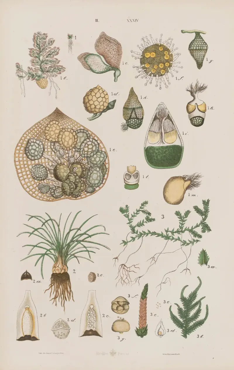 Stor atlas över zoologi, botanik och mineralogi, plansch 106 av Gustav von Hayek