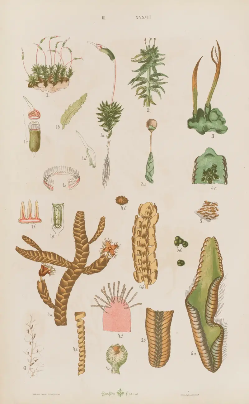 Stor atlas över zoologi, botanik och mineralogi, plansch 110 av Gustav von Hayek