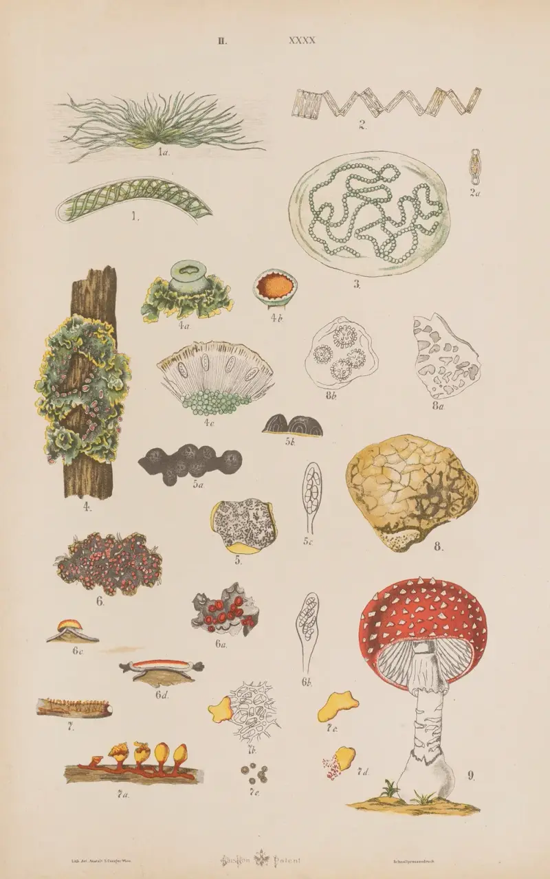Stor atlas över zoologi, botanik och mineralogi, plansch 112 av Gustav von Hayek