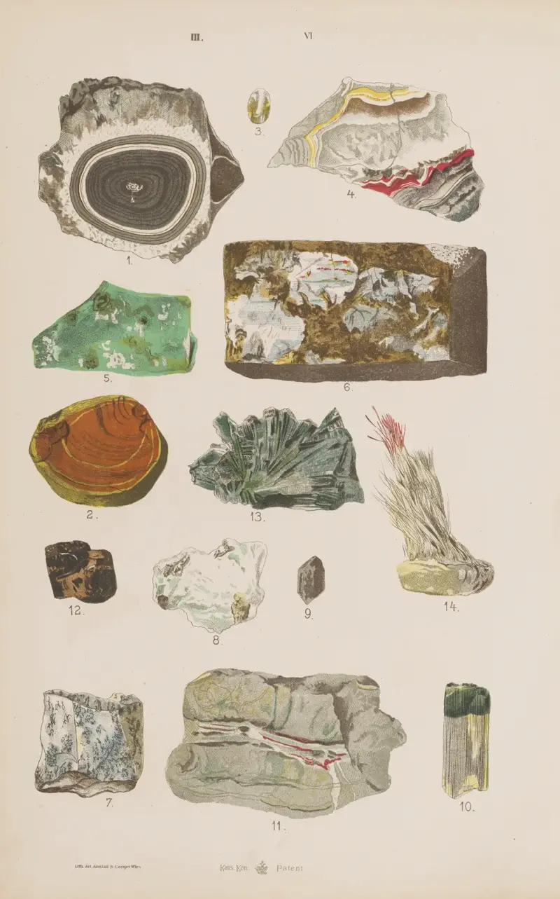 Stor atlas över zoologi, botanik och mineralogi, plansch 118 av Gustav von Hayek