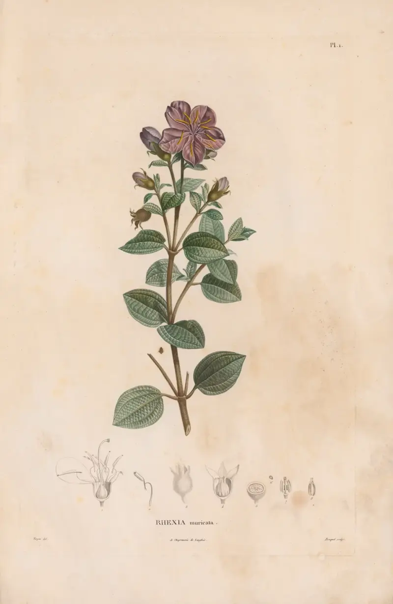 Botanique Pl.01 av Alexander von Humboldt