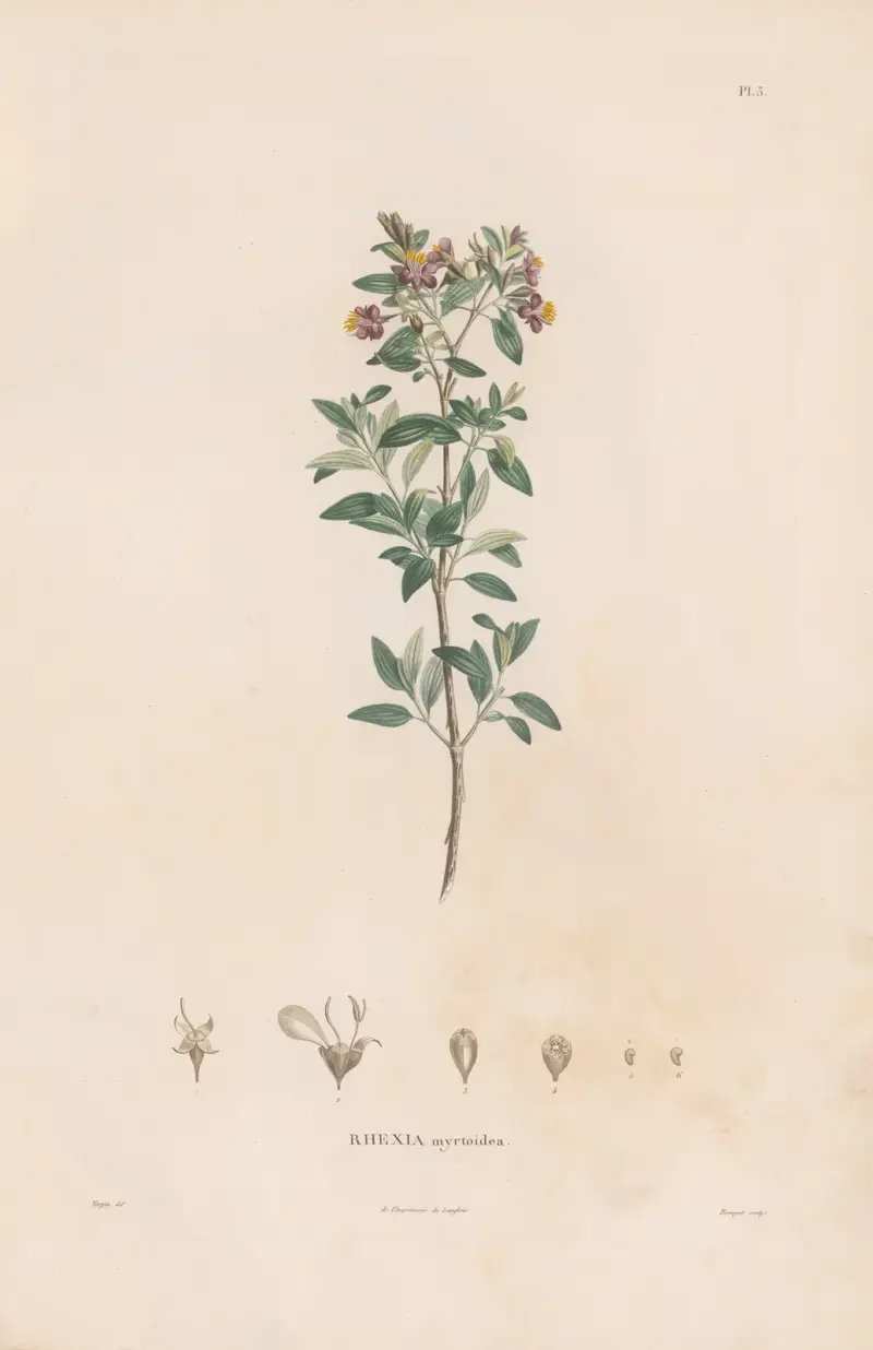 Botanique Pl.03 av Alexander von Humboldt
