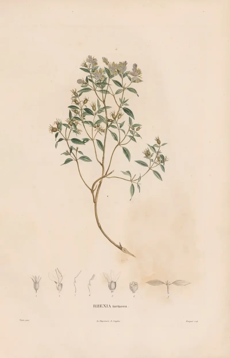 Botanik Pl.06 von Alexander von Humboldt