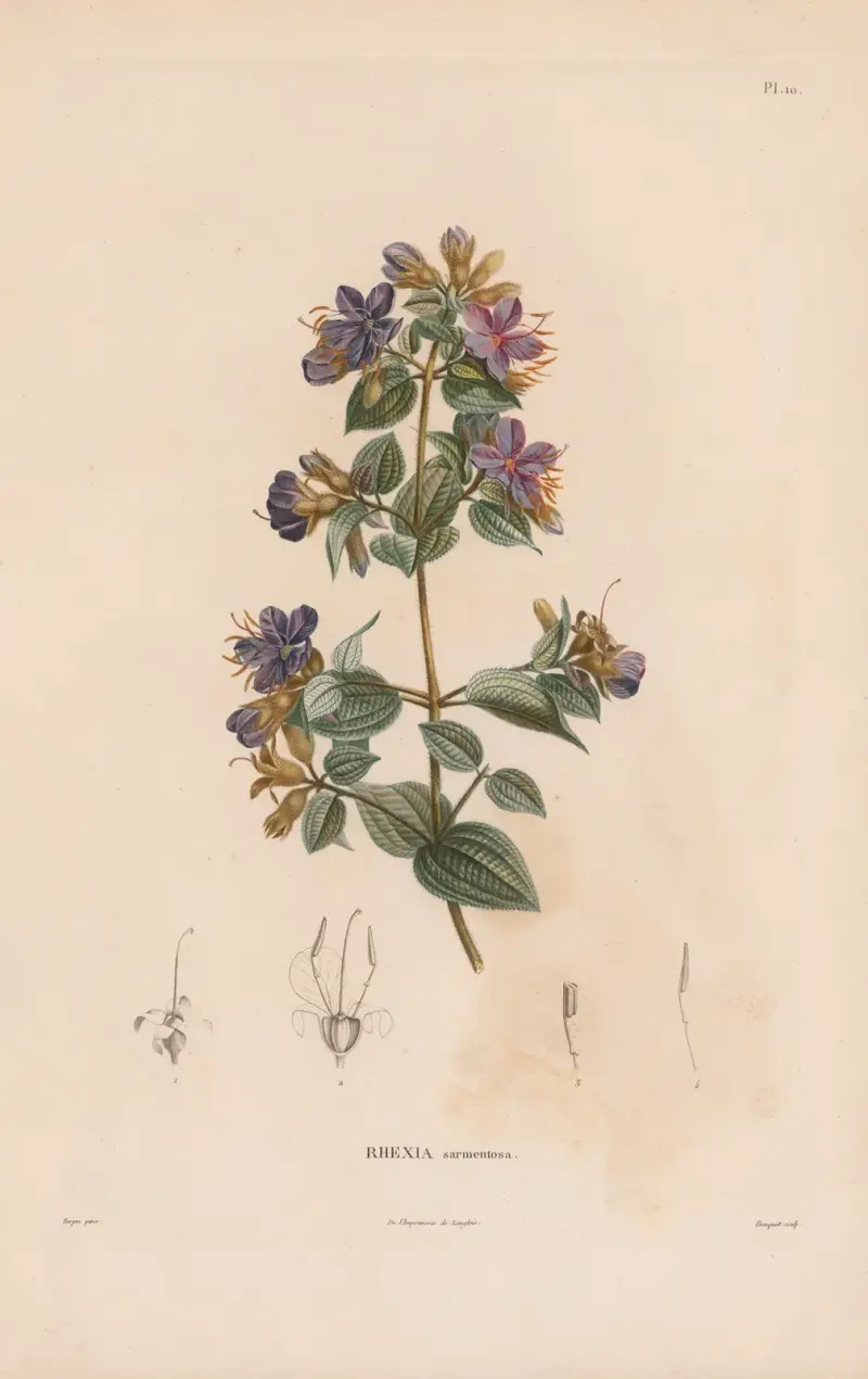 Botanique Pl.09 von Alexander von Humboldt