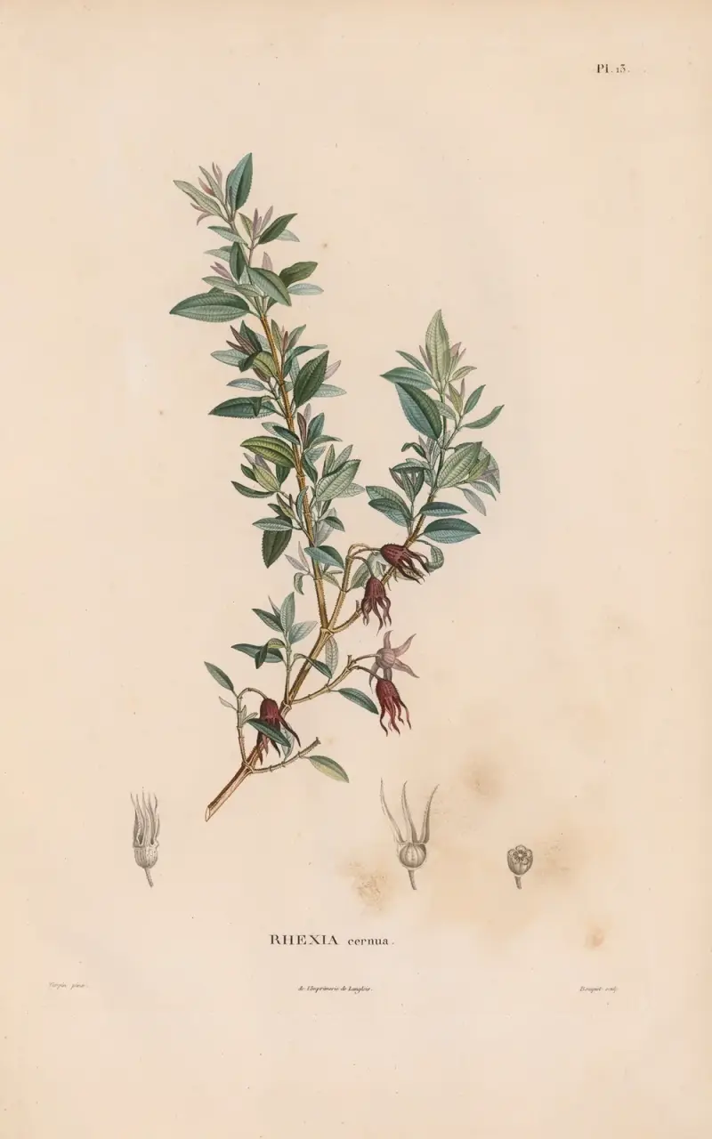 Botanique Pl.12 von Alexander von Humboldt