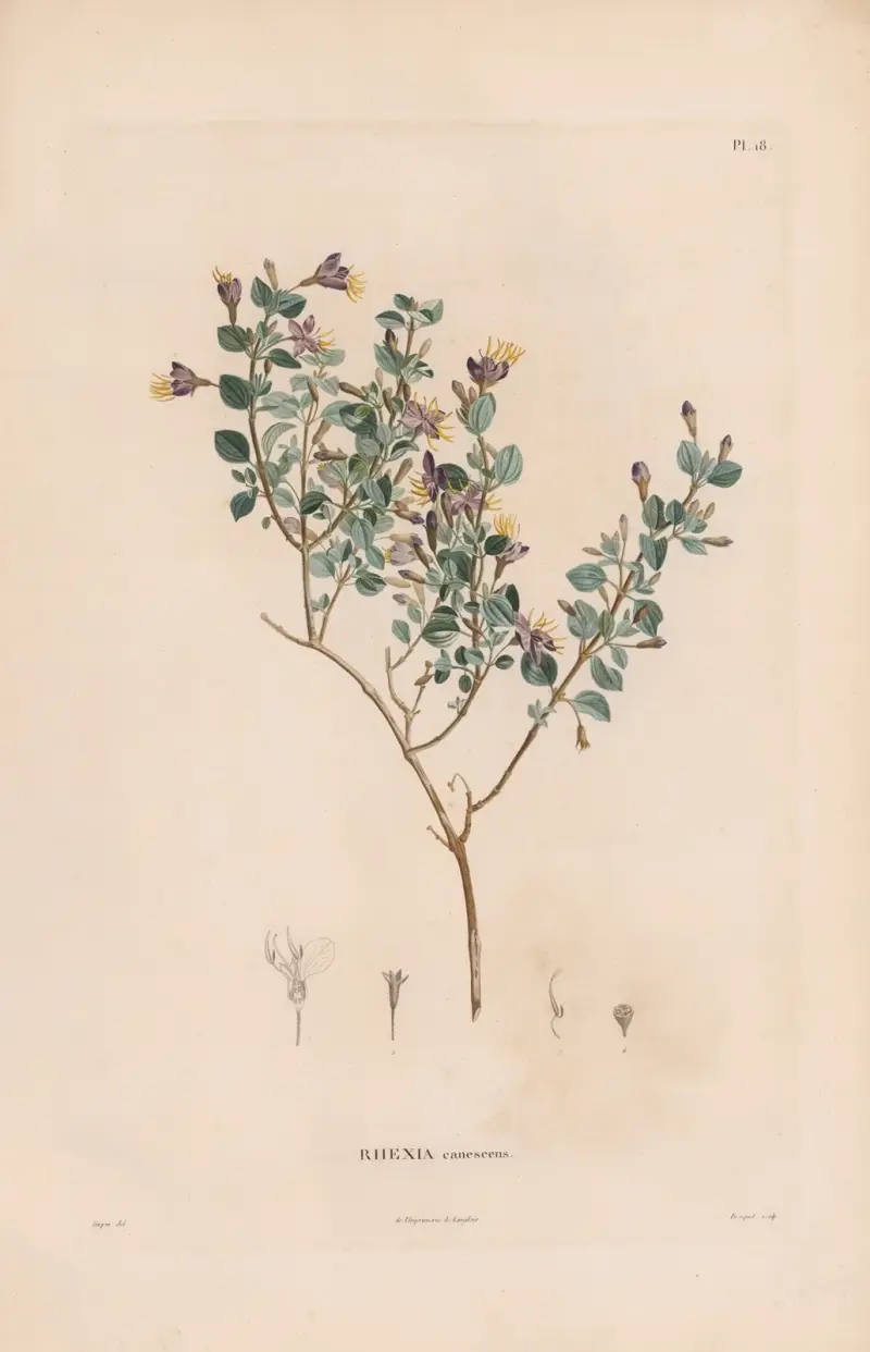 Botanique Pl.17, Alexander von Humboldt